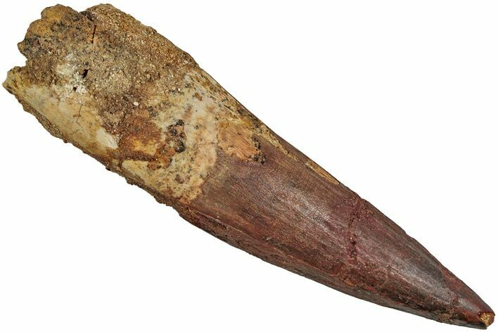 Fossil Spinosaurus Tooth - Real Dinosaur Tooth #233789